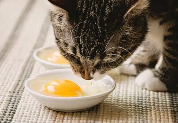 这几种食物，猫咪越吃长的越漂亮