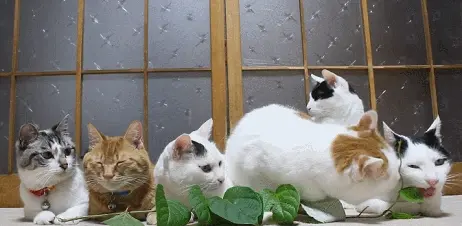 猫咪为什么要吃猫草？抱着一盆猫草可劲地啃