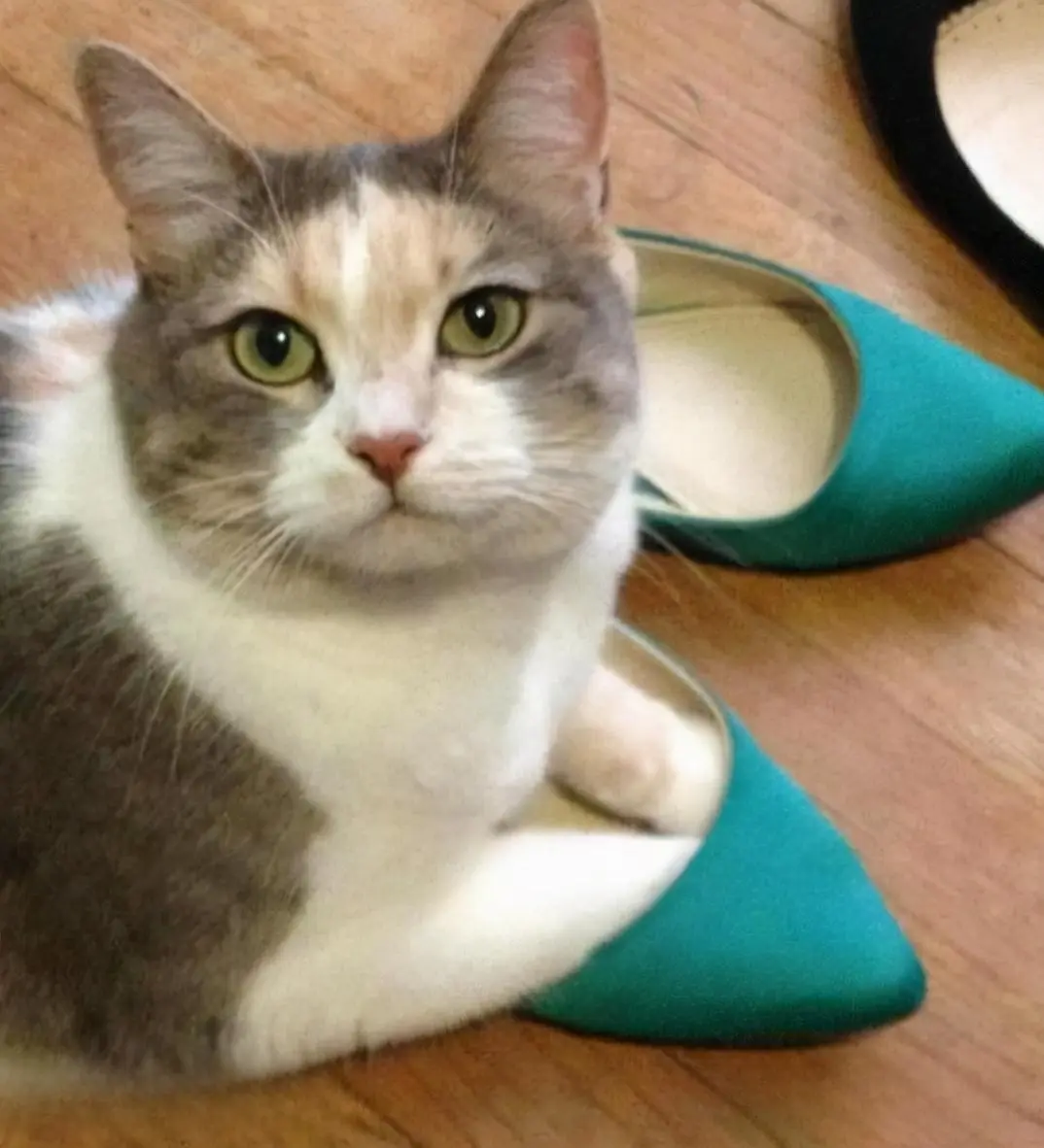 猫咪为什么爱闻鞋子？为什么总喜欢凑到鞋堆里？