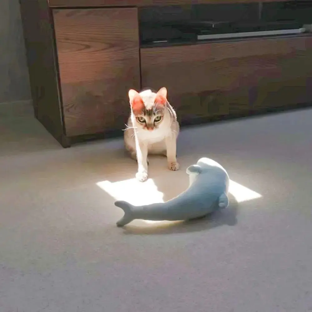 猫咪把心爱的海豚公仔拖到阳光底下，晒起了日光浴：你也杀杀菌