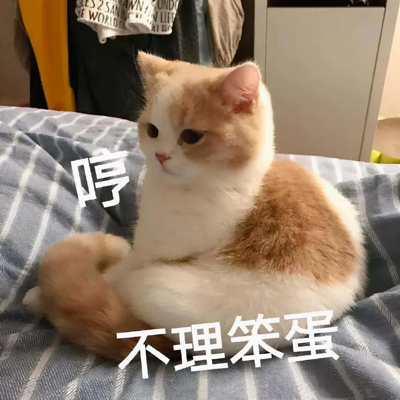 养猫禁忌：猫咪非常“讨厌”这些事，做了可能会被猫咪讨厌