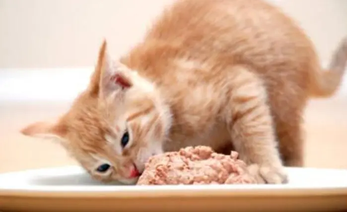 1~12月小猫咪如何饲养？|养猫注意事项