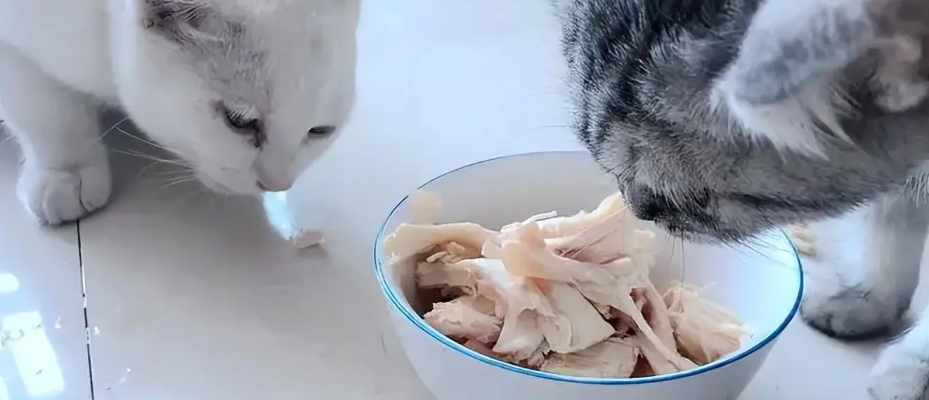 猫咪可以吃的“人类食物”，来瞅瞅你家猫爱不爱吃