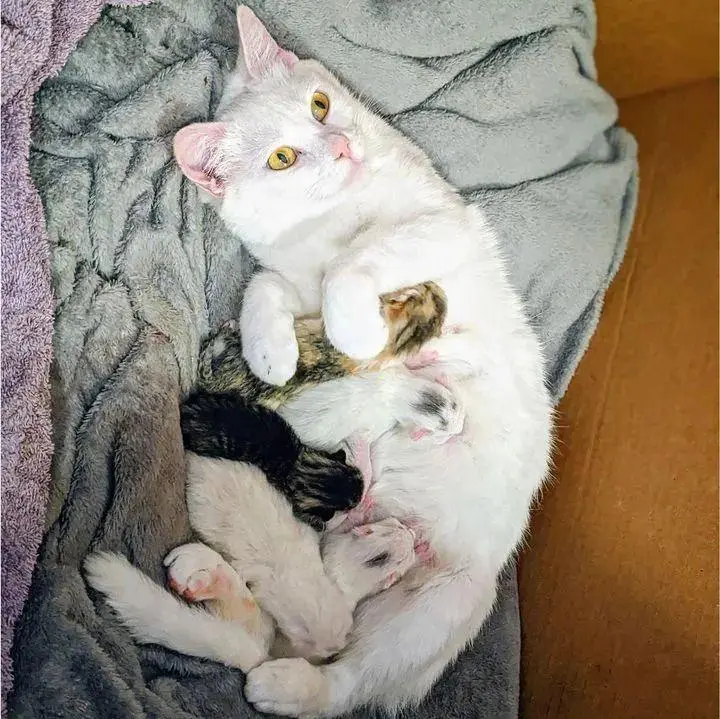 流浪猫妈妈带着两只小猫在门外乞讨，被救后惊喜的发现：猫妈妈怀孕了