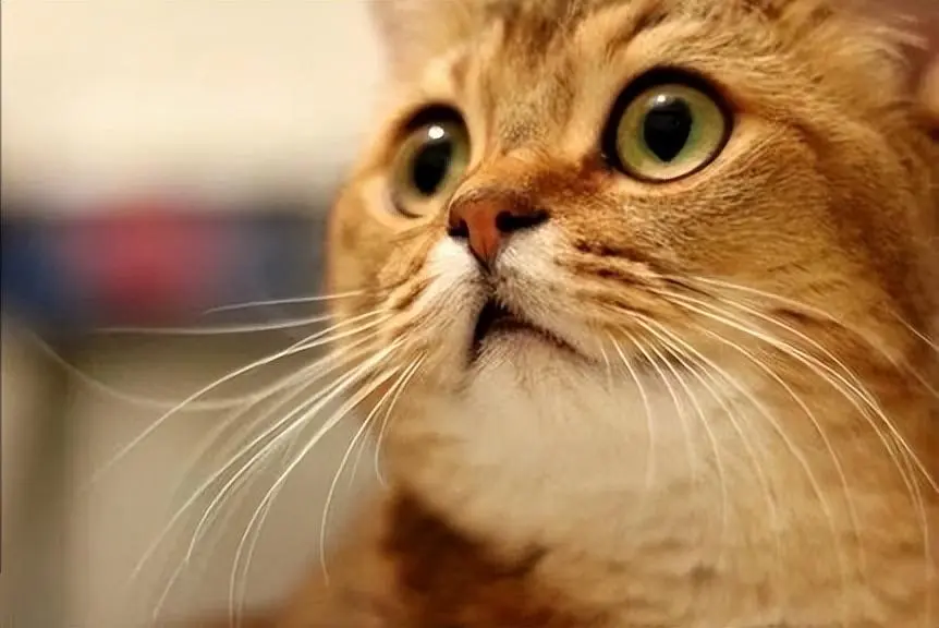 猫咪焦虑症程度自查指南：看似无忧无虑的猫咪，也会患上焦虑症！