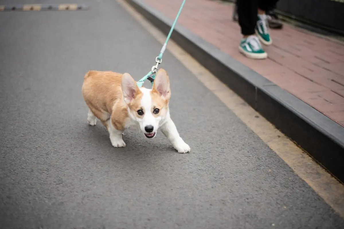 狗狗对你不尊重会有什么行为？你家的会这样吗？