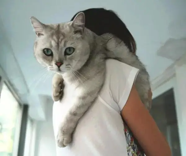 猫咪主动求主人抱抱它，是信任你？很多人都误会了