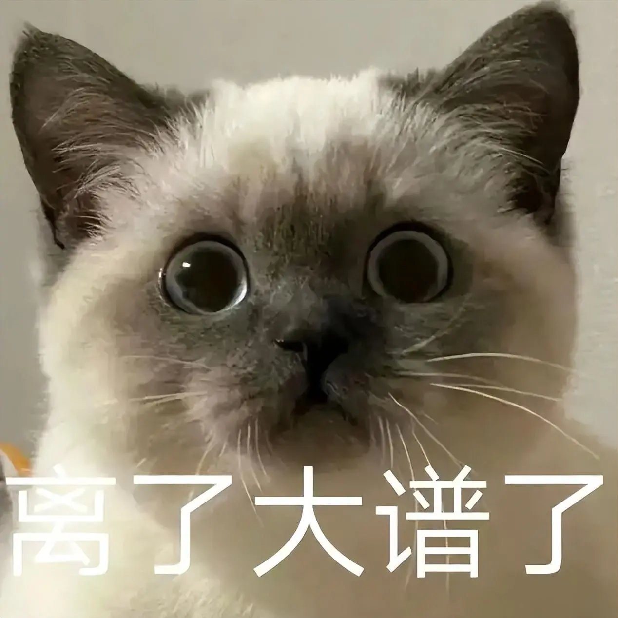 “聪明猫”才会有“聪明毛”？那就一起来看看是不是真的