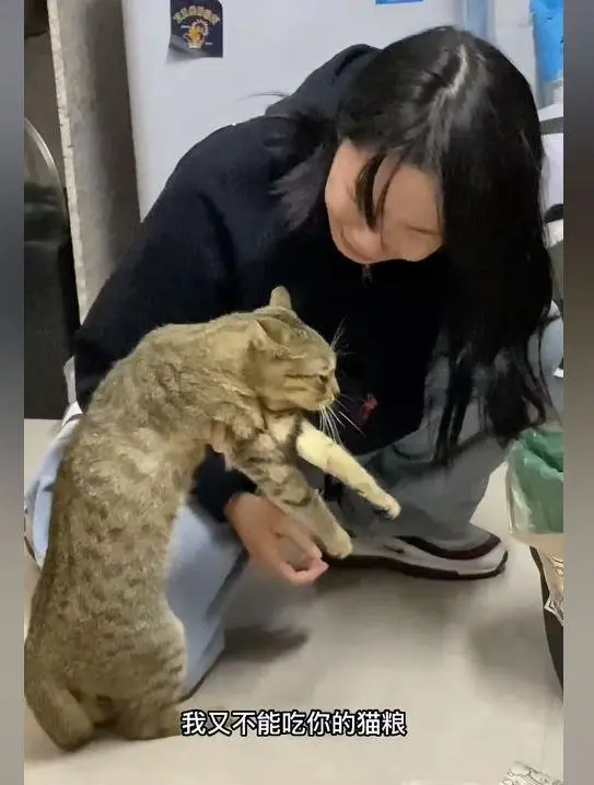 猫咪偷吃花15元买的麻薯，故事中的这个狸花猫，生生给主人弄哭了