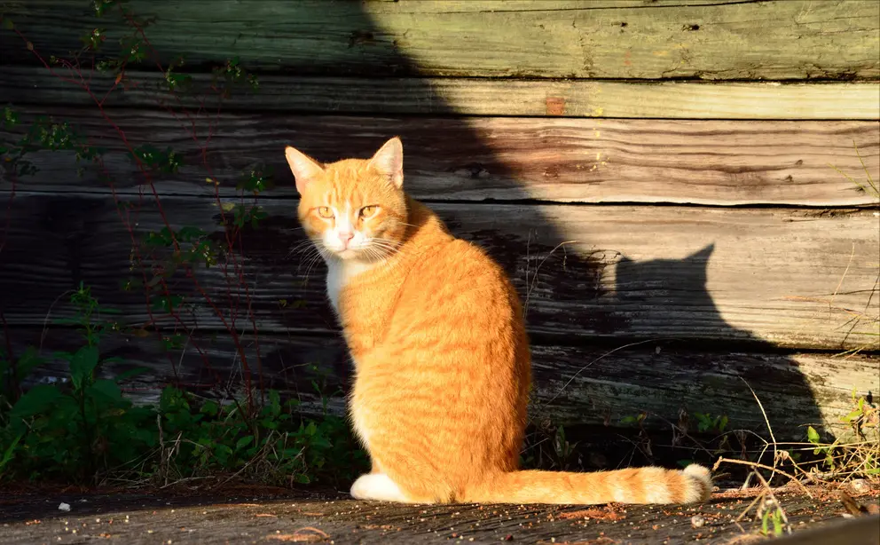 “橘猫”比较受欢迎，但它也有缺点，看完你还会养吗？