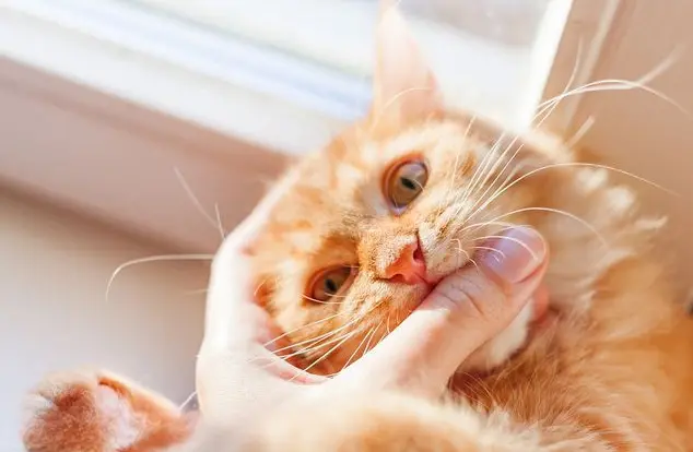 猫咪为什么突然咬你一口？这个时候千万别手欠打猫