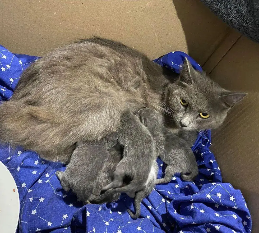 正值寒冬，一只猫妈妈和它的六个孩子，在一个工业垃圾箱中与死神作斗争
