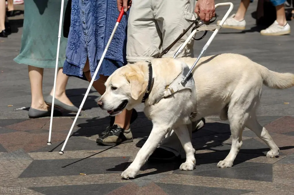 老人让狗狗驮菜被指虐待，网友：确实会对腰部和关节有不同程度的损伤