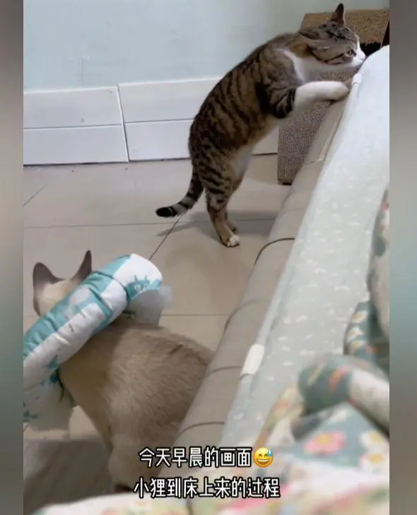 猫咪做完绝育后心情不佳，同伴求生欲拉满：紧张的大气都不敢出