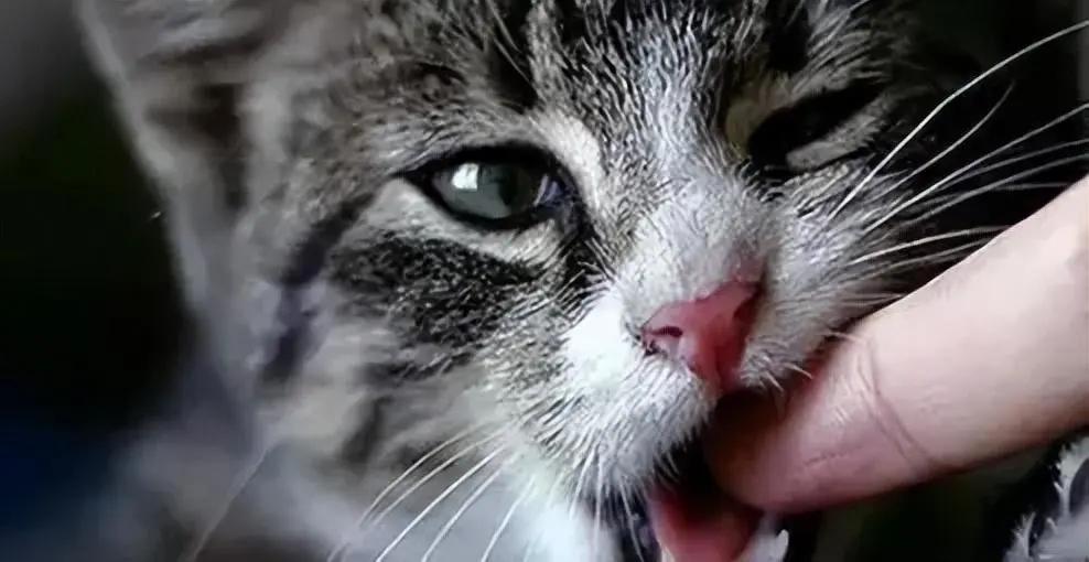 猫咪“咬人”会懂得掌握分寸吗？真的通人性吗？