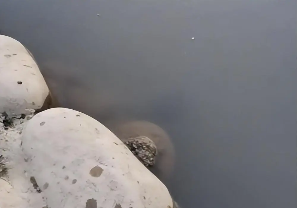 儿子捡到乌龟，放湖里2次，乌龟都游了回来？网友看清品种后乐了