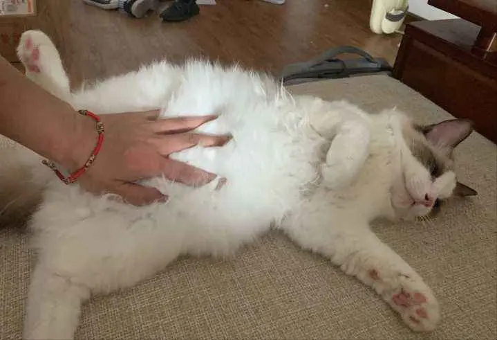 猫咪允许你触碰以下几个地方，它已经把你当成主人
