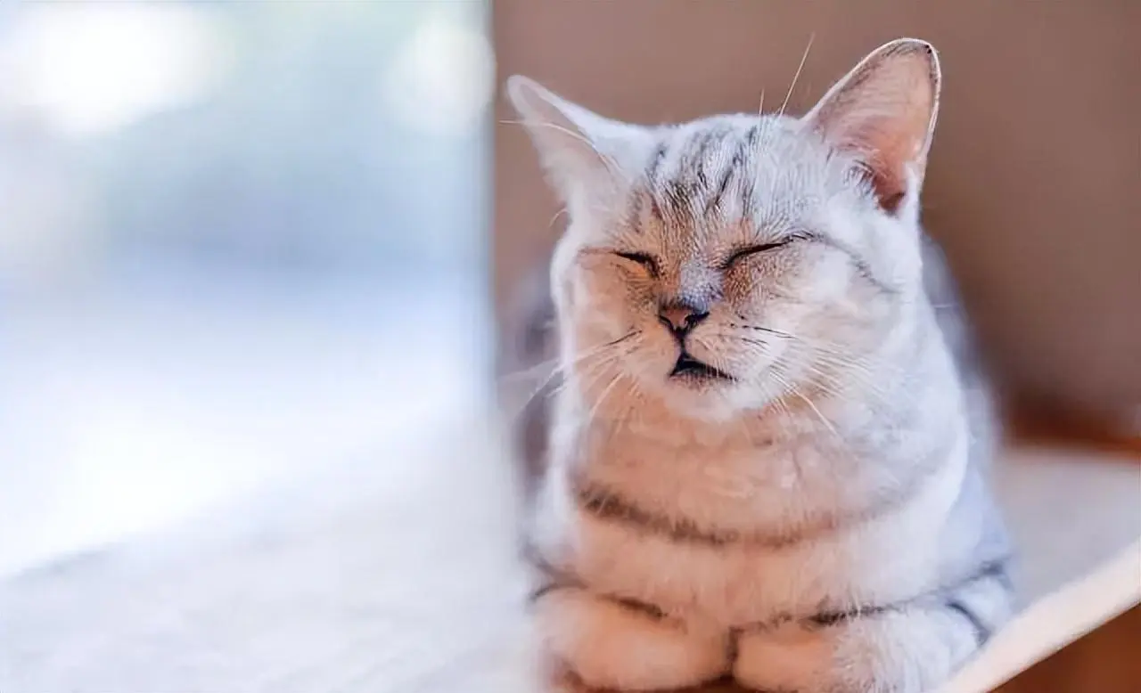 猫咪常见的7种睡姿，看一看你家小可爱是哪一种？