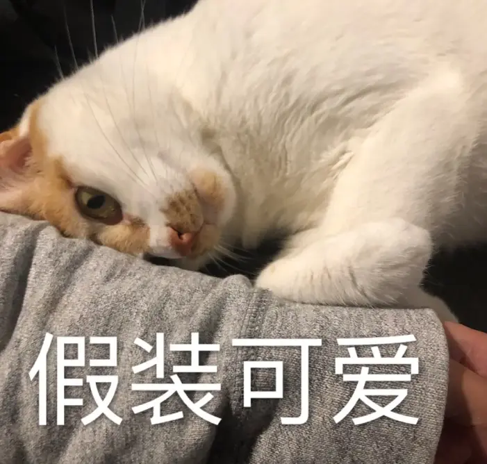 想要猫咪亲近你，只需这几招，不妨试试看