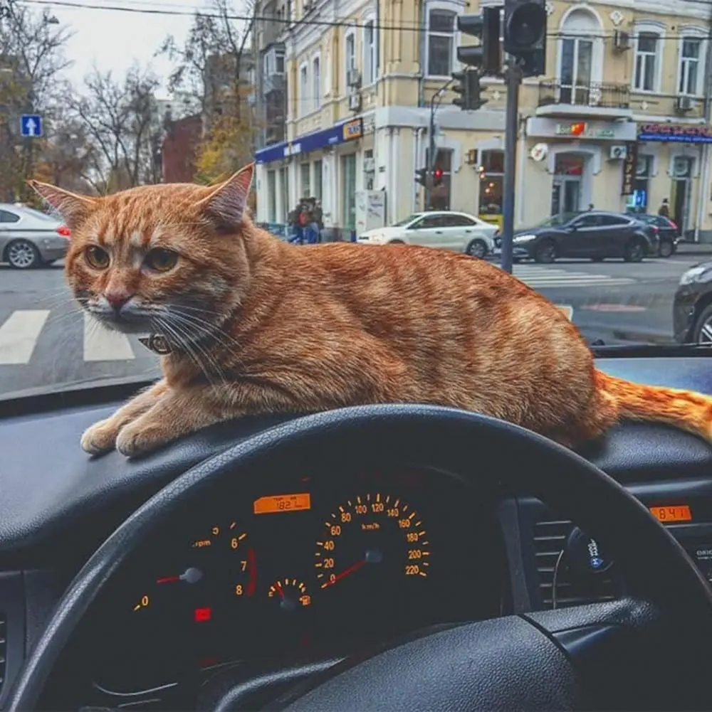 猫咪化身出租车“乘务员”，提供“摸摸”服务，萌化乘客们的心
