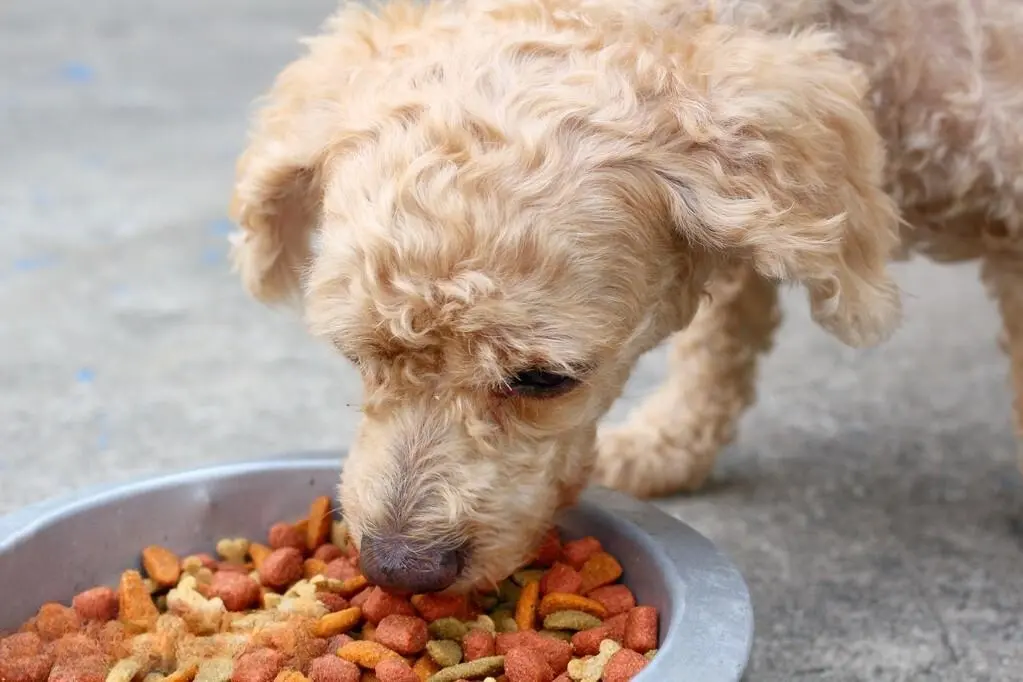 狗狗喂食正确的时间表来了，你喂食狗狗是什么时候？