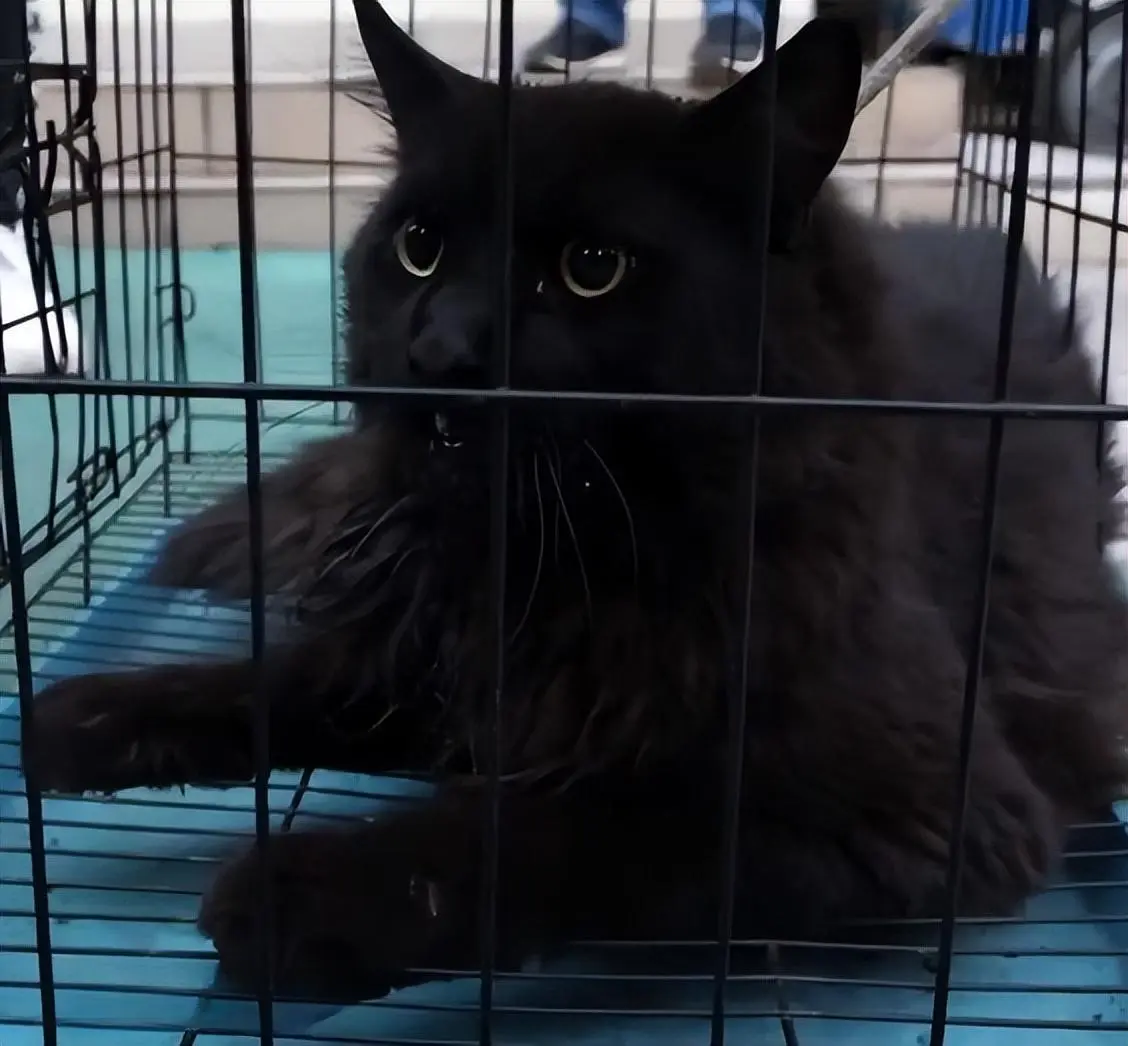 一只猫因为太胖上新闻了！被误认成保护动物“猞猁”，后送去了动物保护站