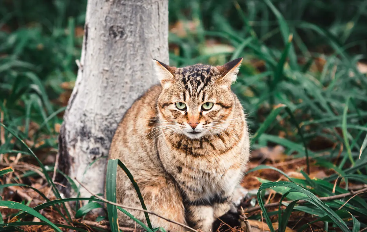 宠物猫市场的水太深了，分析8种常见猫咪，不再被商家忽悠