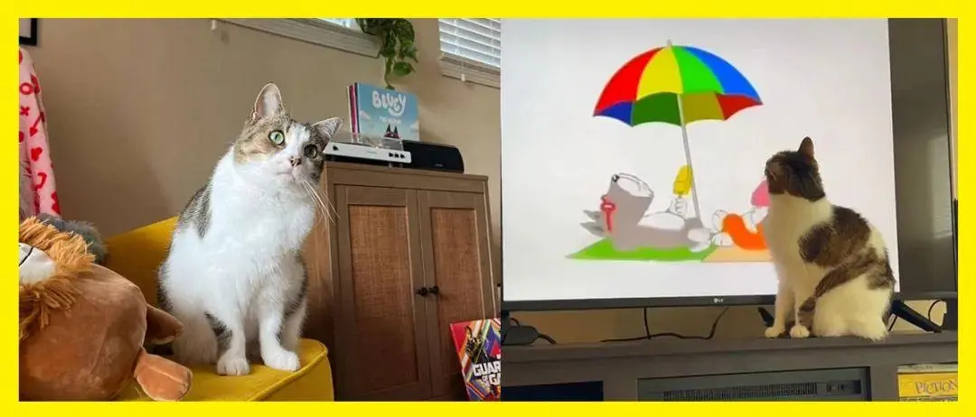 10岁的猫咪被收养后，每天让人类妈妈帮它把电视机打开看动画片