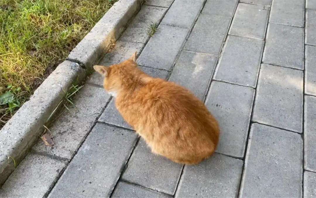 流浪猫咪被封公司20多天，无人喂食的情况下，艰难求生并产子