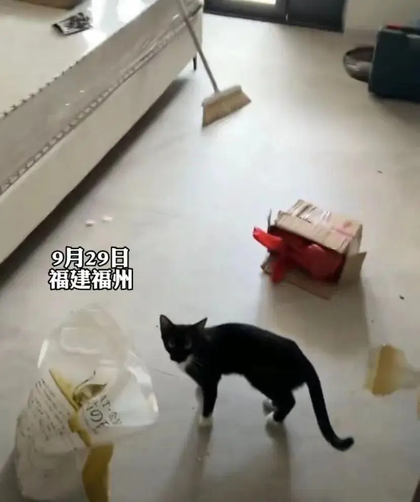 租客退房留下2猫1狗1鸡，房间卫生惨不忍睹，阳台上的鸡做了鸡公煲