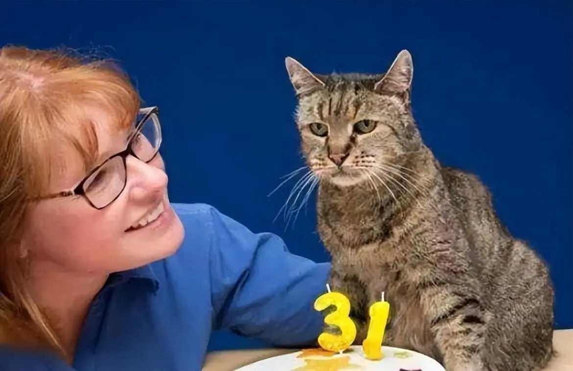 12种常见猫咪的平均寿命，以及猫咪长寿的秘诀