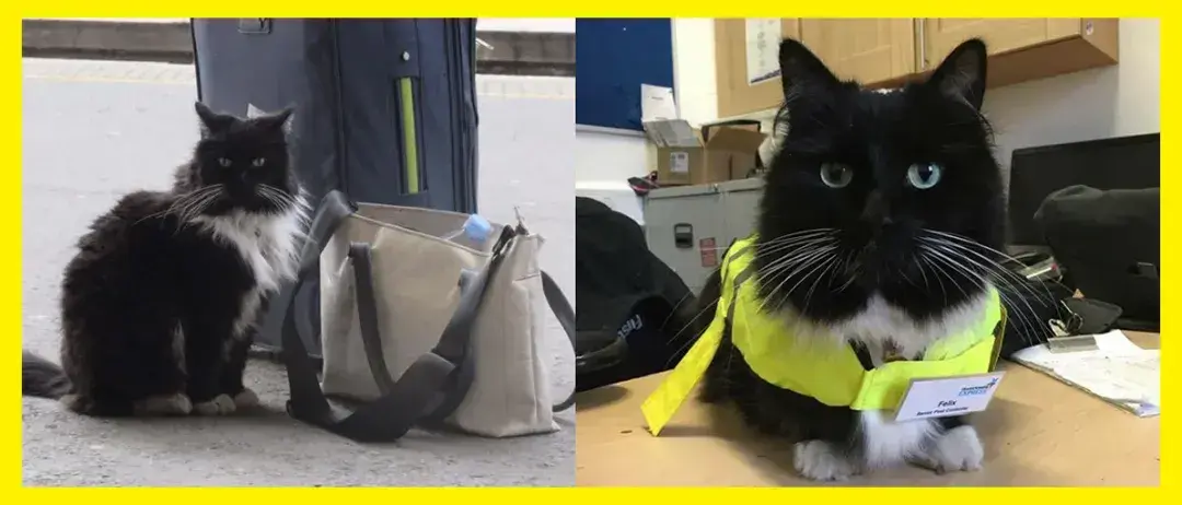 超可爱的猫站长：每天在车站接客人抓老鼠，被车站授予“高级害虫控制员”
