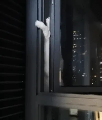 深夜猫妈妈，为了找孩子“命悬一线”，猫咪扒21楼的窗外