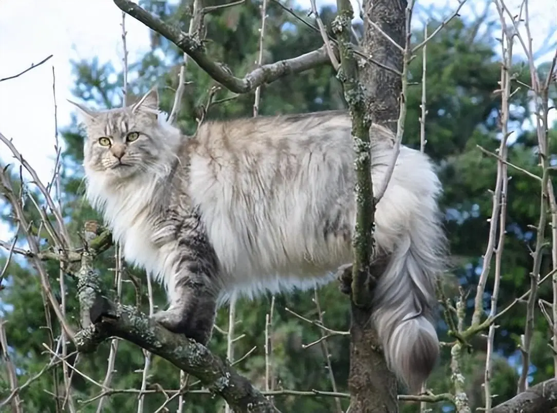 这些猫咪太难养了，养猫费用蹭蹭往上涨，新手需谨慎