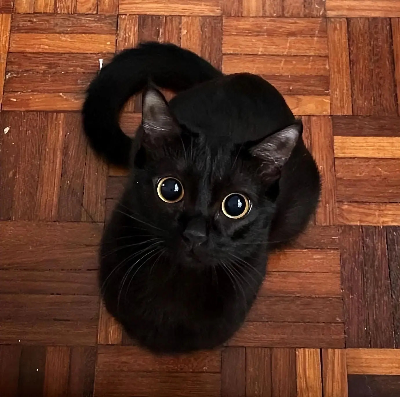 黑色的猫不能养，背后到底有什么隐情？
