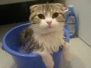猫咪洗澡有讲究，别让你的错误做法，伤了它