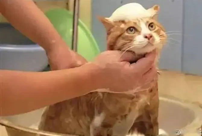 兽医劝告：这些情况的猫咪，不能洗澡