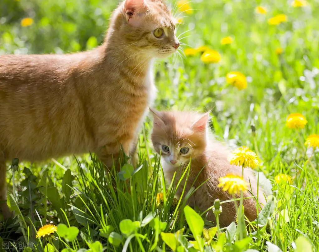 猫咪竟然会“近亲繁殖”？它们是没有道德感的吗？