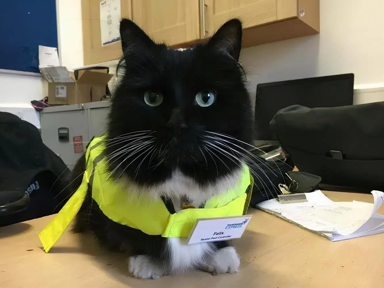 超可爱的猫站长：每天在车站接客人抓老鼠，被车站授予“高级害虫控制员”