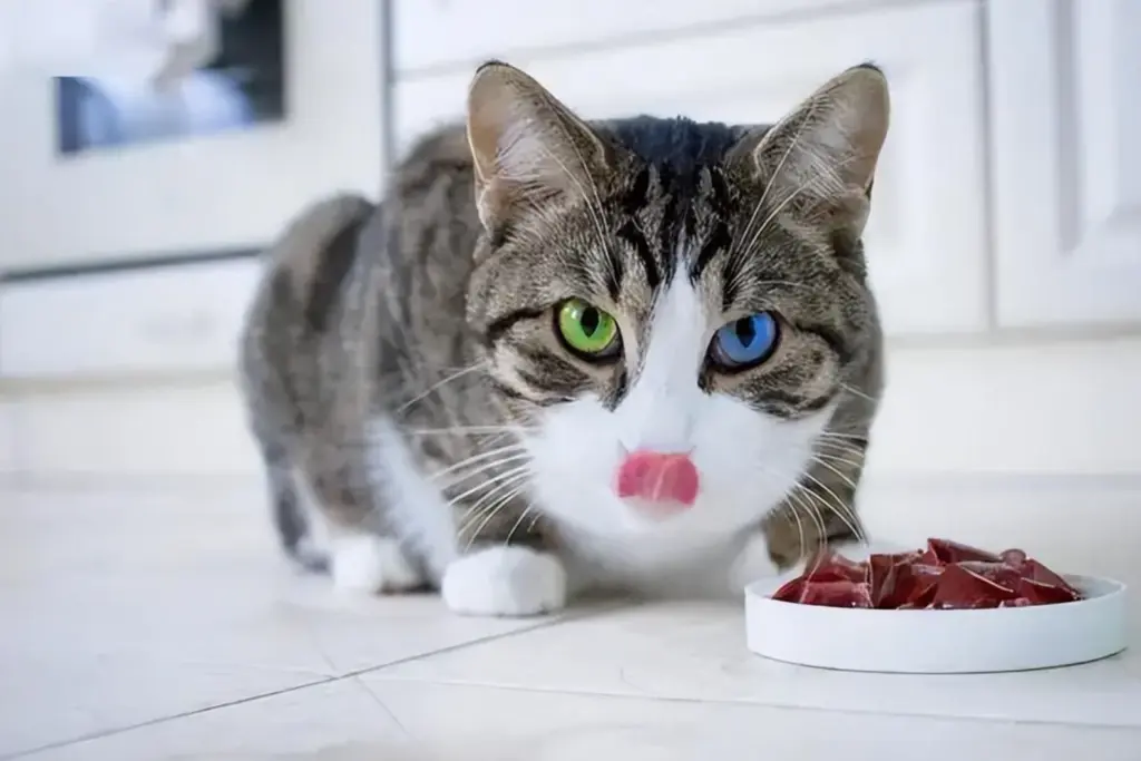 猫咪吃“生骨肉”有好吗？你会给猫咪喂生骨肉吗？