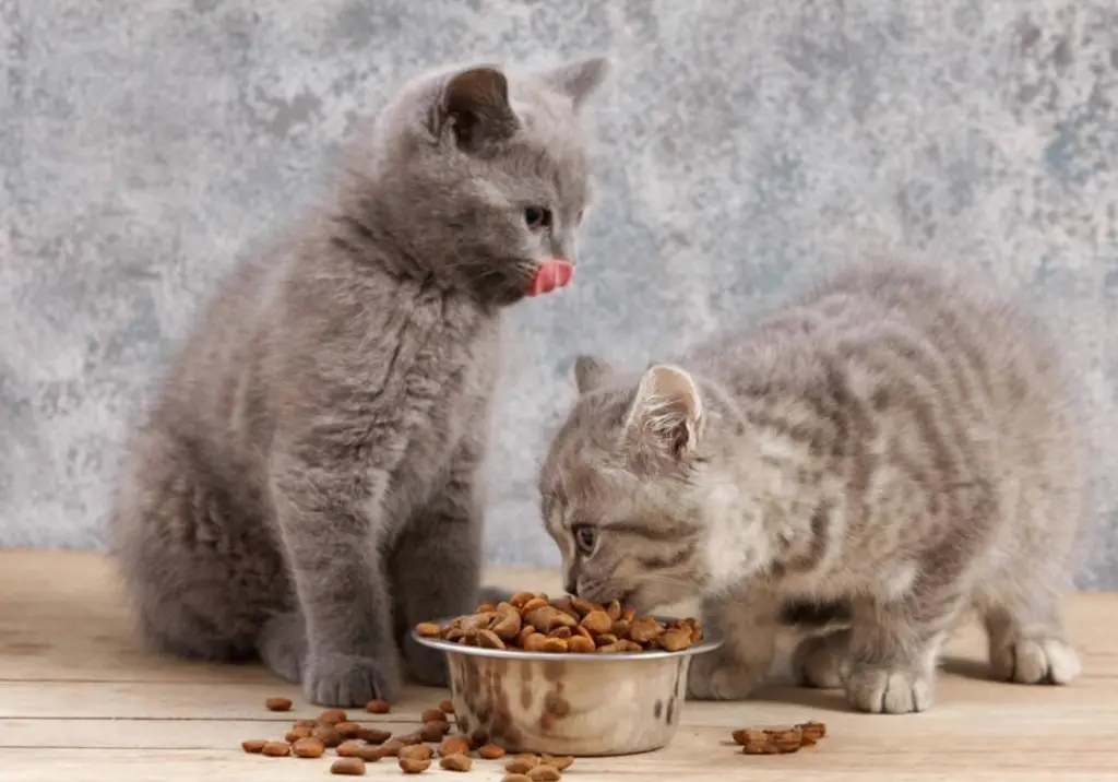 科学的给主子更换猫粮：宠物专家建议逐步过渡
