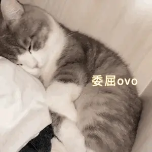 猫“应激”怎么办？这5招可以帮你有效缓解它们的"应激"状态