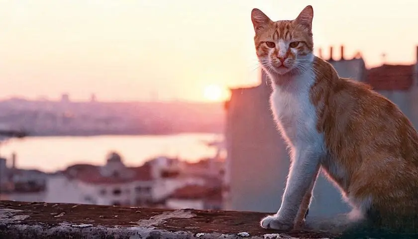 环球知识：为什么伊斯坦布尔有这么多的猫？它们大多吃饱喝足、干净整洁