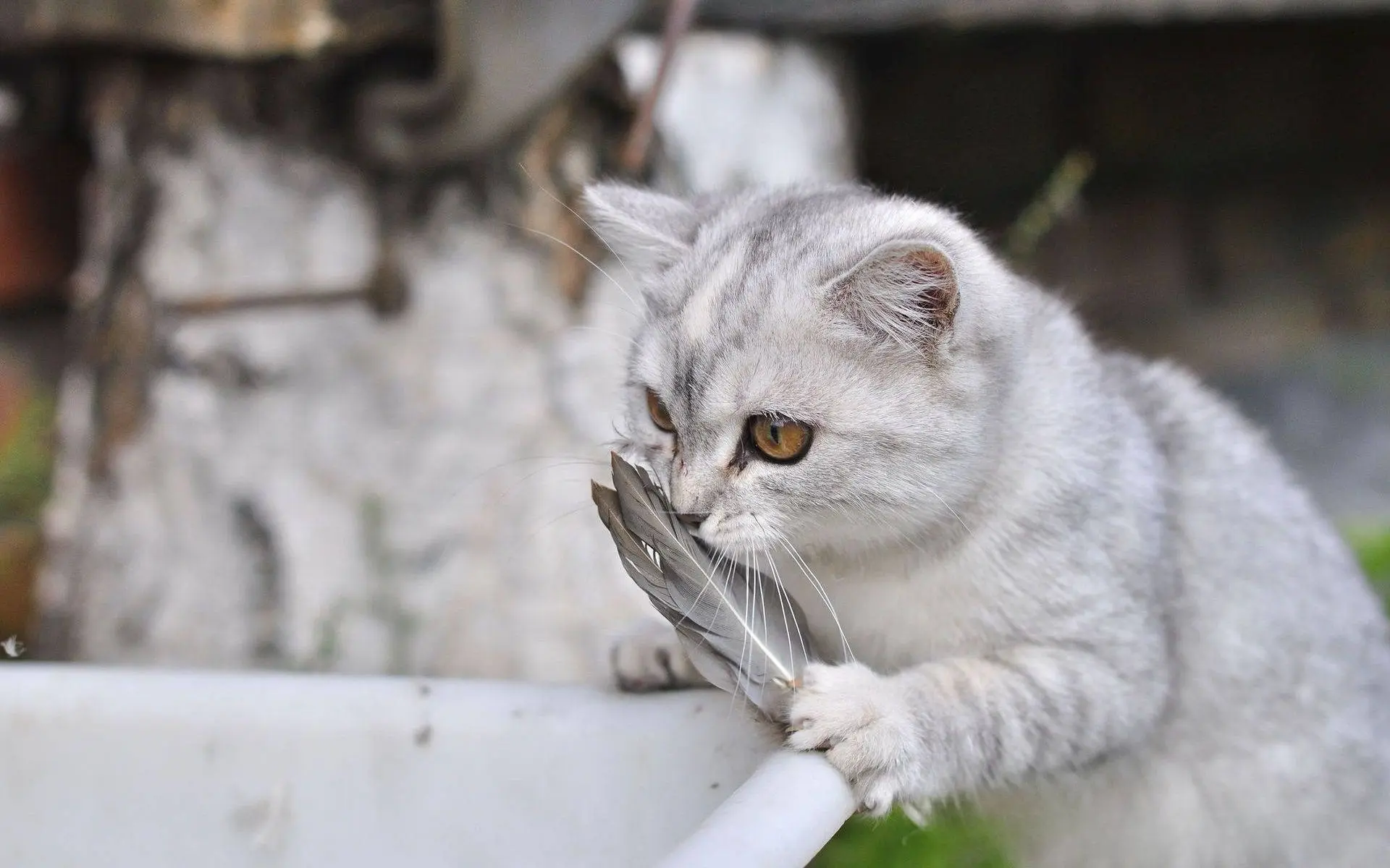 影响猫预期寿命的因素有哪些呢？科学养宠指南