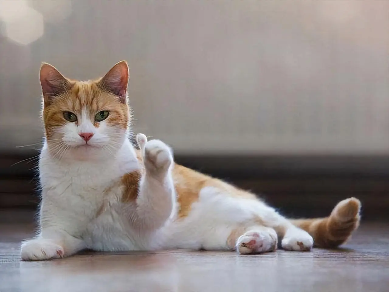 骗你养猫系列：15张猫咪“搞怪”照片，带来更多的快乐