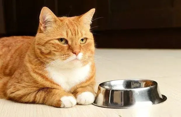 为什么猫需要蛋白质？日常饮食可以提供六类营养素