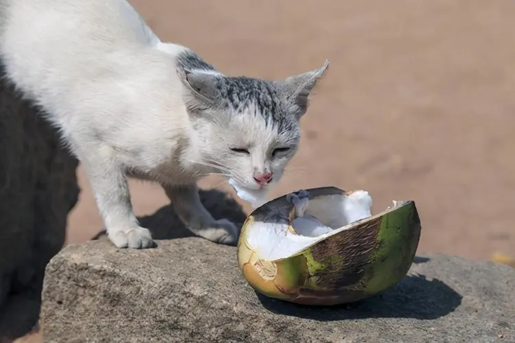 以下行为，你是不是还在做？会让猫咪承受很大的“痛苦”