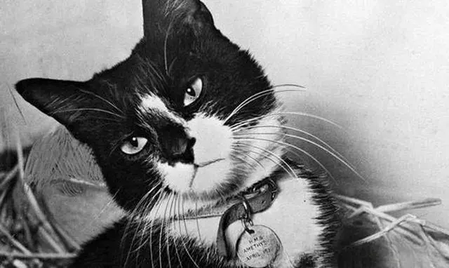 猫在战争中取得的成就有多大？被授予动物界的最高军事奖章