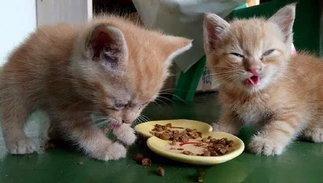 猫为什么会吃自己的便便？原因有下面几种情况