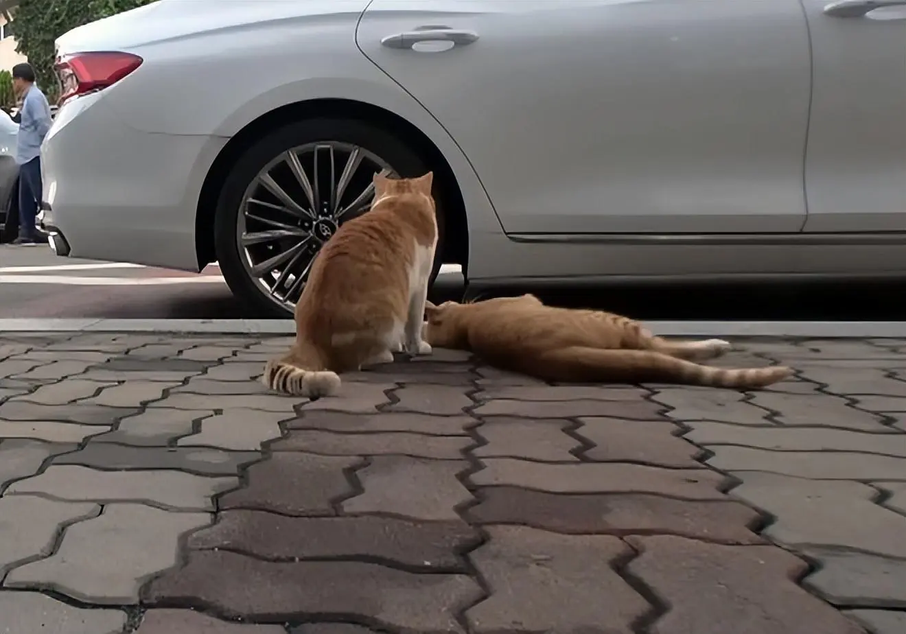 流浪猫每个白天都很困，一进餐厅，就四仰八叉地往地上一躺